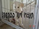התנדבו לעמותת תנו לחיות לחיות