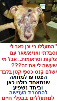 החמרת הענישה למתעללים בבעלי חיים