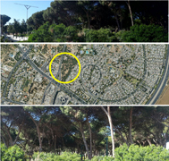 להציל את פארק החורשות 2015
