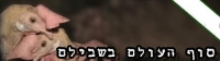 עצומה נגד בשר!