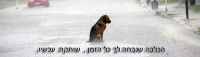 נגד התעללות בבע&quot;ח !