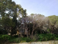 המאבק להצלת הכרמל הירוק