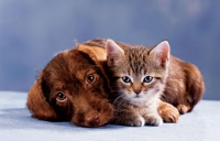 כלבים וחתולים באילת Eilat Homeless Pets