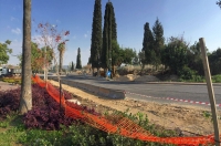 מצילים את העצים של נשר 