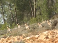מונעים הבניה במצפה נפתוח בירושלים ותומכים בפארק טבע 
