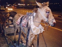 שמים סוף לסבל סוסי האלתיזאכן