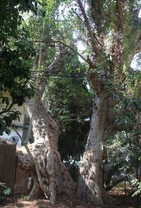 הצלת עץ השקמה העתיק ברחוב מזא&quot;ה