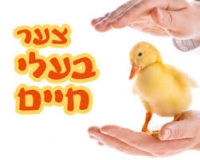 חוק צער בעלי חיים