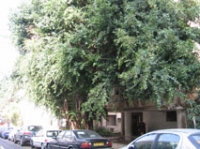 מניעת העתקה/עקירה של  2 פיקוסים בוגרים ומפוארים ברחוב החשמונאים 31