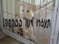 צער בעלי חיים