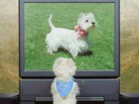 רוצים את ערוץ dogtv -הערוץ לכלבים גם בהוט!