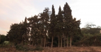 קריאה לעזרה להצלת שורת ברושים ותיקים בכפר בני-ציון