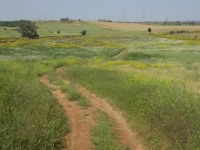  מצילים את מרחבי רחובות -עוצרים את הרס השטחים הפתוחים במזרח העיר