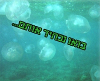 להכחיד את המדוזות
