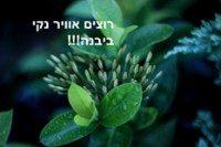 רוצים אוויר נקי ביבנה