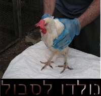 התעללות בחיות משק