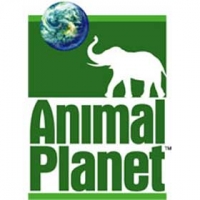 יש להחזיר את ערוץ Animal Planet לערוצי YES!!!