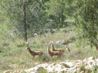 לשמירה על השטח הפתוח של מצפה נפתוח ויער רמות