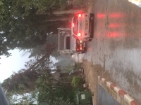 סכנת נפילת עצים ברחוב הבוץ