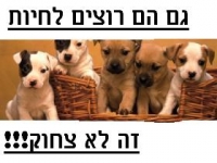עצומה נגד ניסויים בבעלי חיים!