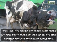 להפריד את חג השבועות מתעשיית החלב