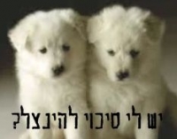 לא ממיתים יותר חיות לעולם !!!