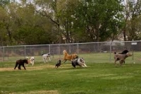 גינות כלבים בבית שמש Dog Parks in Bet Shemesh 