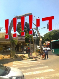 די לרצח-עצים!!
