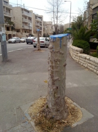 הצילו את העצים ממשורי העירייה הכורתת