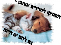 עצירת ההרג בצער בעלי חיים
