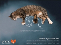 גם אורנית דואגת לעיקורים וסירוסים !