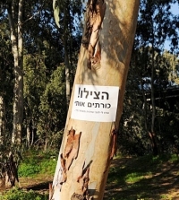 תושבי נשר - אכפת לנו משימור העצים בעיר !
