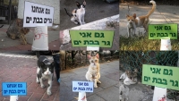 בת  ים  למען חתולי הרחוב