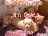 להפסיק להתעלל בכלבים-נאמני הכלב