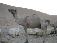 חייבים לעצור את הרג הגמלים