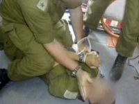 גם אני תומך בחיילים שבכלא ומאמין שאין מה להאשים אותם בפלילים!