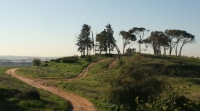 שיפור שירות התחבורה הציבורית לשכונות טירת שלום, כפר אהרון והעמק בנס ציונה