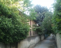 ביטול היתר כריתה והעתקה  של עץ חרוב מצוי בסמיכות לסמטת מלמוד ברחובות