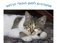 מצוקת חתולי חיפה האומללים,עיקור לכל חתול