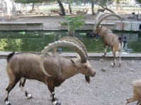 פיזור פינות החי בפארק גני יהושוע תל אביב