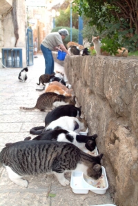 עצומה בעד מציאת מקומות האכלה מוסדרים לחתולי רחוב