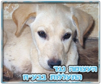 העצומה נגד התעללות בבעלי חיים.